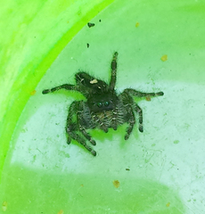Phidippus audax