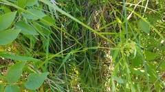 Phlox glaberrima interior
