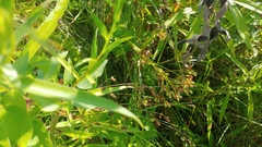 Phlox glaberrima interior