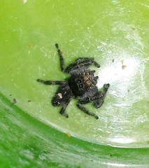 Phidippus audax