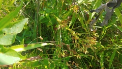 Phlox glaberrima interior