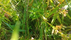 Phlox glaberrima interior