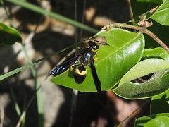 Ancistrocerus spinolae