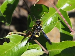 Ancistrocerus spinolae