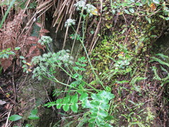 Gingidia montana