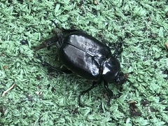 Osmoderma eremicola