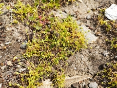 Sagina saginoides