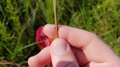 Festuca paradoxa