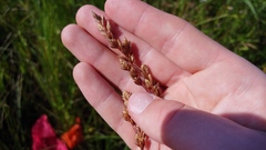 Festuca paradoxa