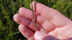 Festuca paradoxa