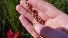Festuca paradoxa