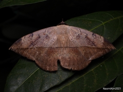 Hypopyra pudens