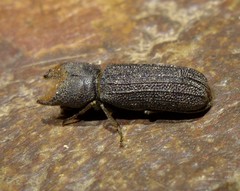 Bostrychoplites cornutus