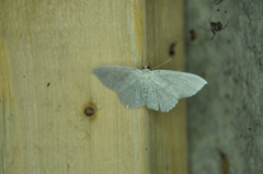 Scopula junctaria