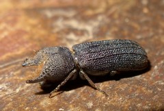 Bostrychoplites cornutus