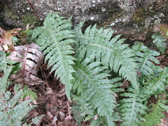 Cranfillia vulcanica