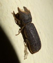 Bostrychoplites cornutus