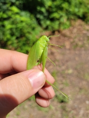 Amblycorypha rotundifolia
