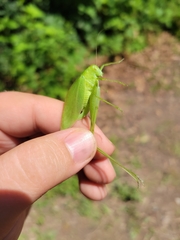 Amblycorypha rotundifolia