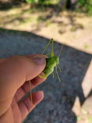 Amblycorypha rotundifolia