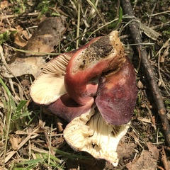 Russula subpunctata