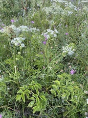 Ostericum palustre