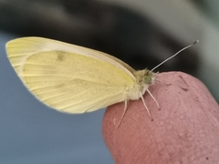 Pieris mannii