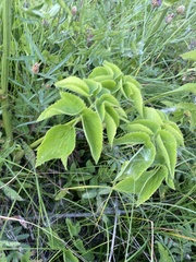 Ostericum palustre