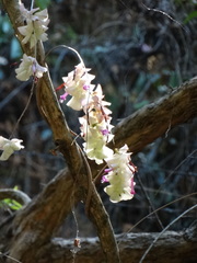 Ipomoea bracteata viridibracta