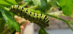 Papilio polyxenes