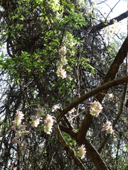 Ipomoea bracteata viridibracta