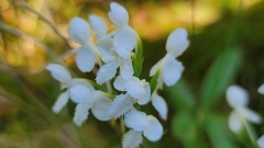 Platanthera blephariglottis blephariglottis