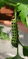 Papilio polyxenes