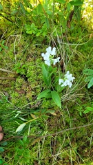 Platanthera blephariglottis blephariglottis