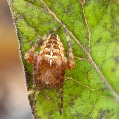 Araneus diadematus