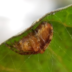 Araneus diadematus