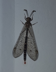 Myrmeleontidae