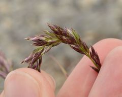 Koeleria cenisia