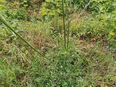 Apiaceae