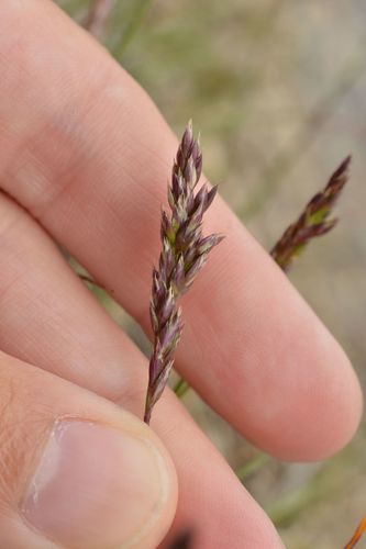 Koeleria cenisia