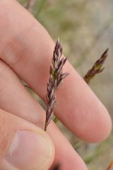 Koeleria cenisia