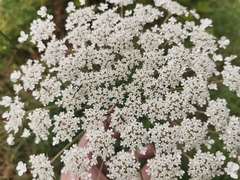 Apiaceae
