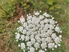 Apiaceae