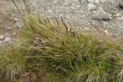 Koeleria cenisia