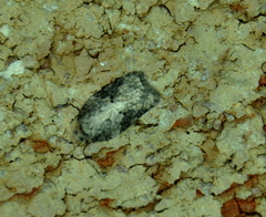 Acleris cornana