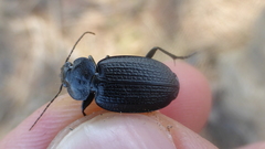 Licinus punctatulus granulatus