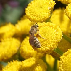 Halictus subauratus