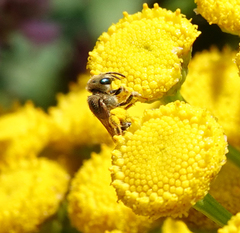 Halictus subauratus