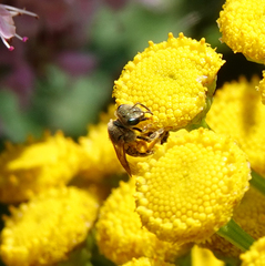 Halictus subauratus