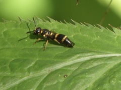 Parancistrocerus perennis